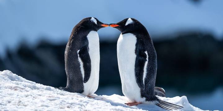 The “Pebbling” Dating Trend Is Inspired by Penguins and Very Cute