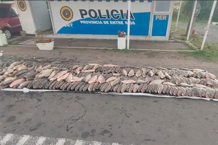 Incautaron 500 kilos de sábalo durante un operativo en un puesto vial