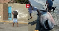 Piura: hallan raro tiburón megaboca en playa Negritos y vecinos lo filetean antes de llegada de especialistas