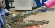Rescued crocodile named Britney Spears dies after surgery, Zoo Miami says
