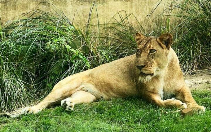 Un joven muere en Brasil tras ser atacado por una leona