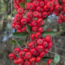 Berries For Autumn And Winter