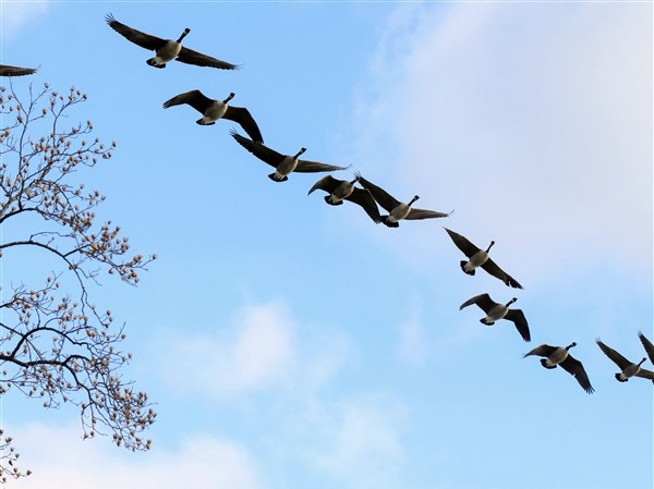 Outdoors: Just what were those Canada geese doing?