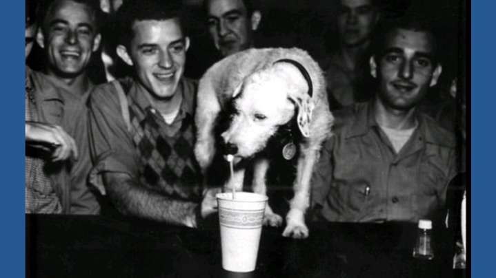 Pennies, pups, and finals: Georgia Tech students find comfort in campus tradition