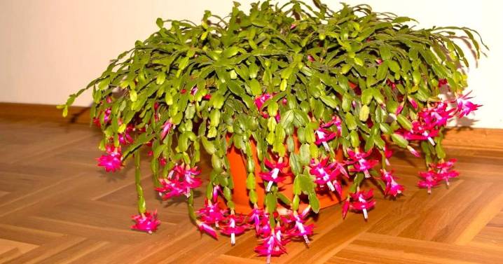 Desert Gardener: Christmas cactus is a special holiday plant