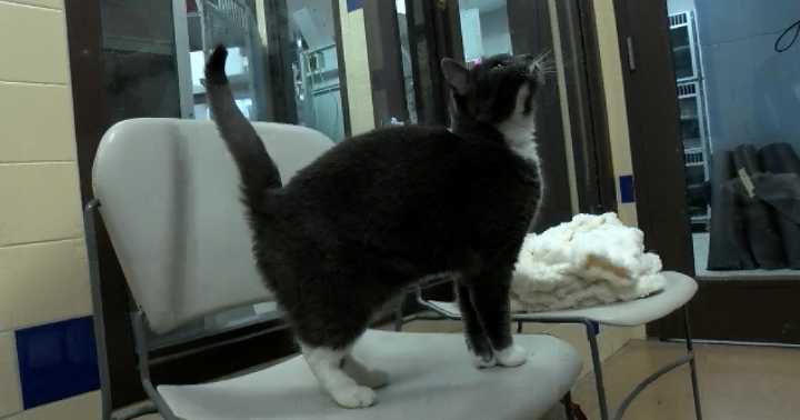 Meet Eclipse: Cedar Bend's sweet cat ready for a new home