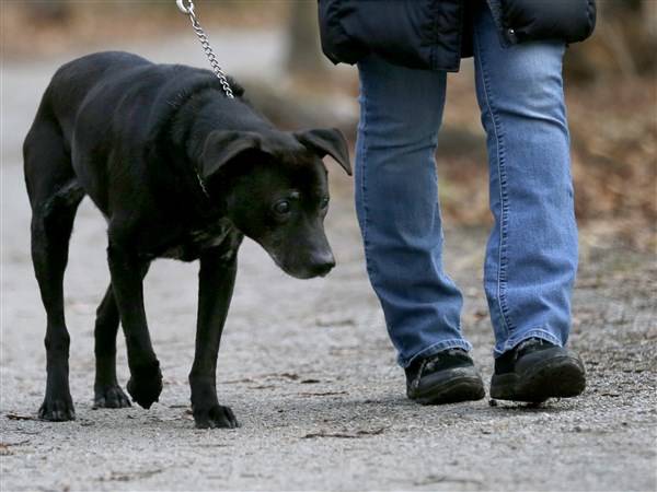 2026 Wood county dog licenses now on sale