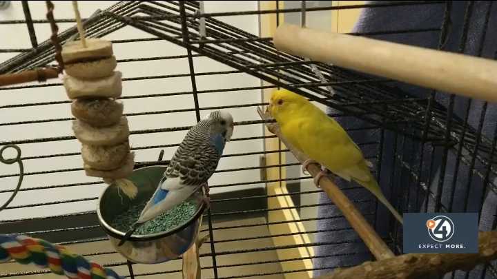 Pet of the Week for December 8