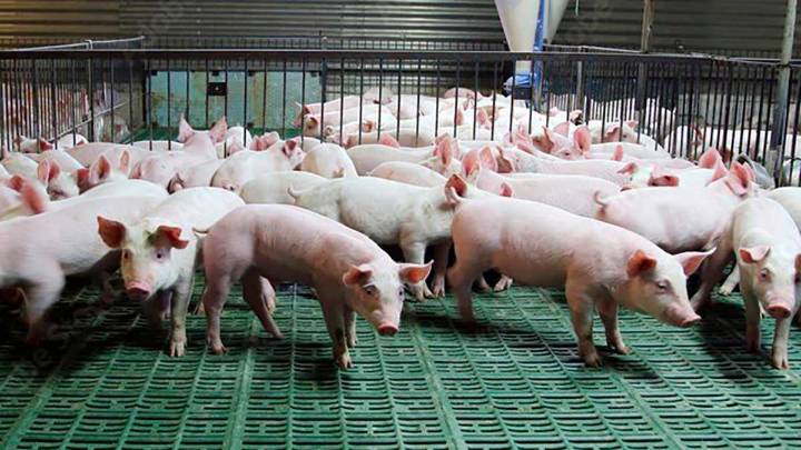 UAGA denuncia la "paradoja devastadora" de la peste porcina: granjas blindadas y jabalís sin control