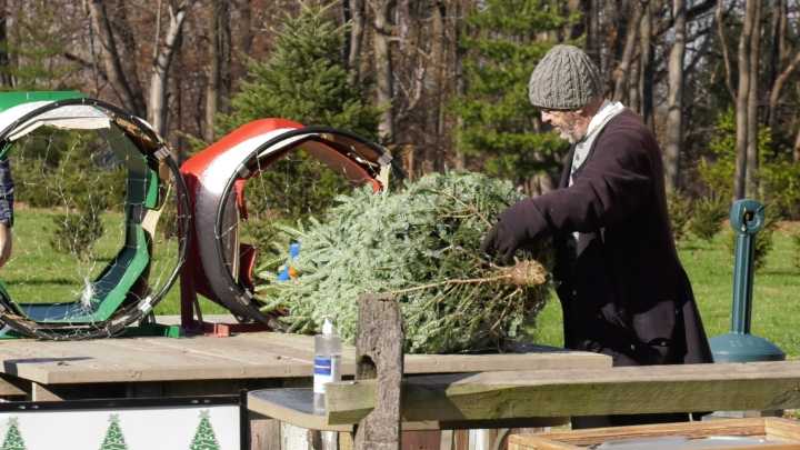 Your Christmas tree is legal, how to take care of it