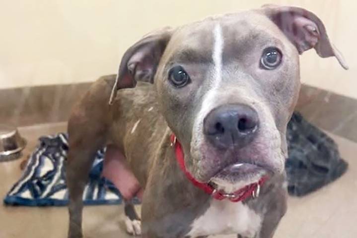 Rescuers Save Abandoned Dog Left Tied Up In a Suitcase Inside a Dumpster