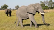 Why are conservationists alarmed about Botswana’s biggest elephant hunt?