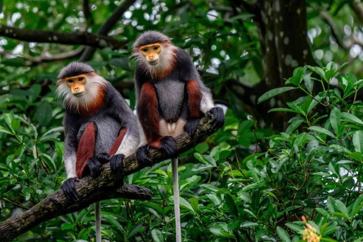 2 monkeys in check-in baggage: Passenger nabbed at Bengaluru airport for smuggling endangered species
