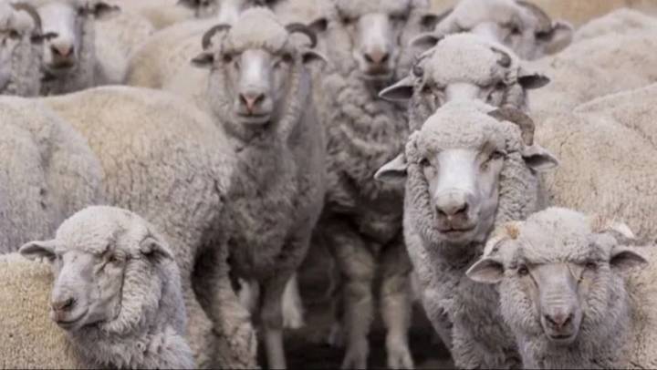 Declaran alerta sanitaria por sarna ovina en Chubut