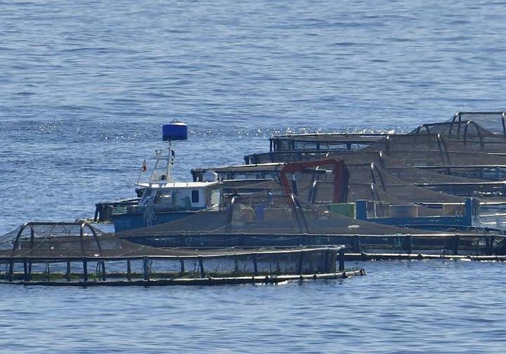 Los pescadores canarios se levantan contra la intención del Estado de meter la acuicultura de atún en Canarias