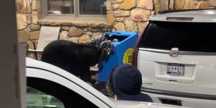 Bear caught on camera going through trash after Gatlinburg Christmas parade