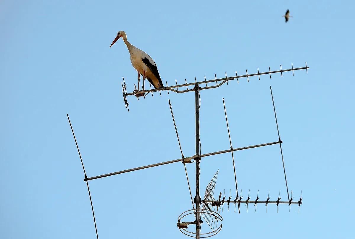 Investigan un foco de gripe aviar tras la muerte de cientos de cigüeñas en Getafe