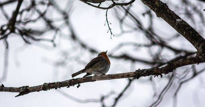 Robins will keep coming back if you put these Christmas leftovers in your garden