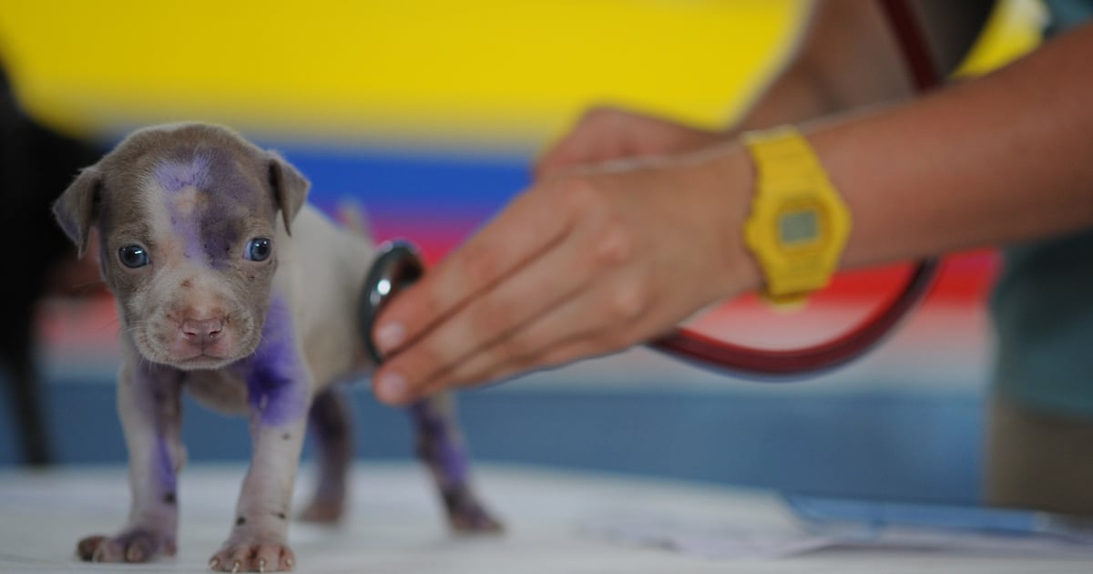 “Familias multiespecie”: cómo el nuevo trato con las mascotas obligó a cambiar la Medicina Veterinaria