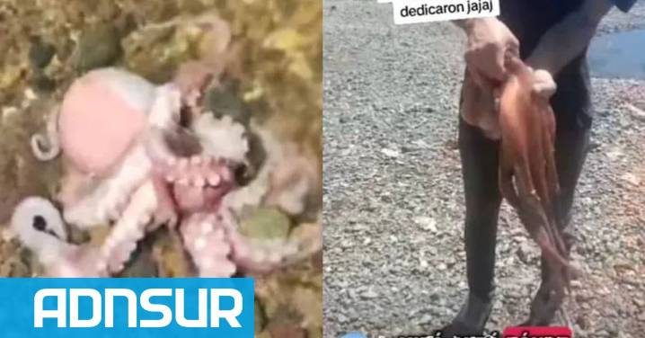 11:05 Hallaron un pulpo gigante en la Patagonia y creció el debate por su autenticidad