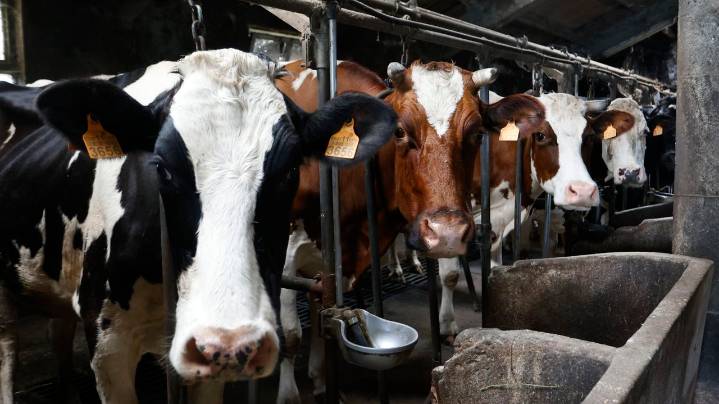 Europa perdió 2,5 millones de vacas lecheras durante la última década