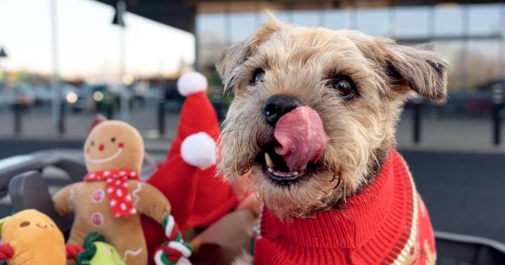 Morrisons Christmas dog range with pooch pigs in blankets