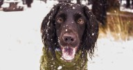 Don't forget pets when preparing for winter's cold. Here's what experts recommend