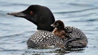 More loons are filling Maine's lakes with their ghostlike calls