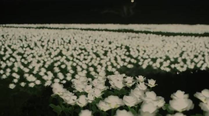 El jardín de Santiago con 20.000 rosas iluminadas que podrás dedicar durante la Navidad a una persona especial