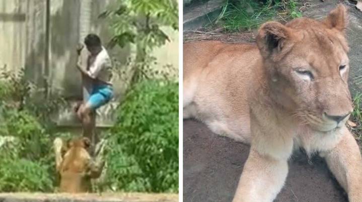 VIDEO | Joven muere tras invadir recinto de una leona e...