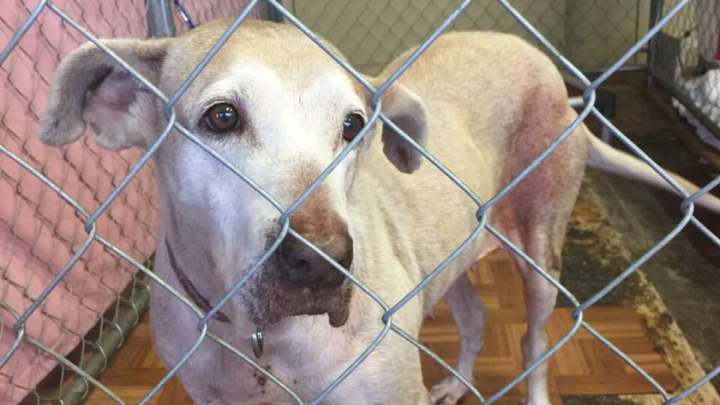 After Seven Years Alone, Hawaii Shelter Dog Finally Finds Someone Who Cares