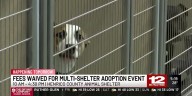 Fees waived for multi-shelter adoption event