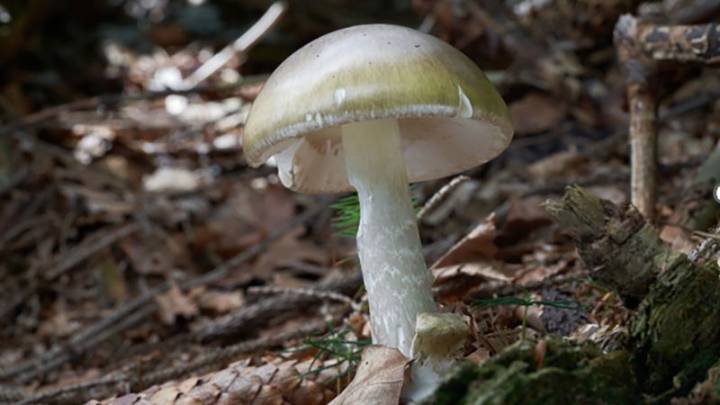 California officials warn against foraging wild mushrooms after deadly poisoning outbreak