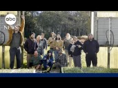 Made in America: David Muir spotlights Christmas tree farms across the U.S.