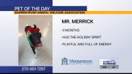 Pet of the Day: Mr. Merrick