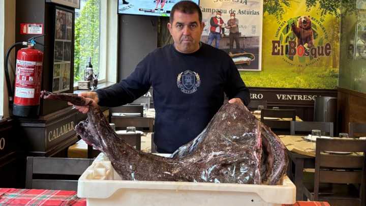 Un pixín gigante, de 38 kilos, se convierte en el rey de la carta de un restaurante de Oviedo: «Es enorme»