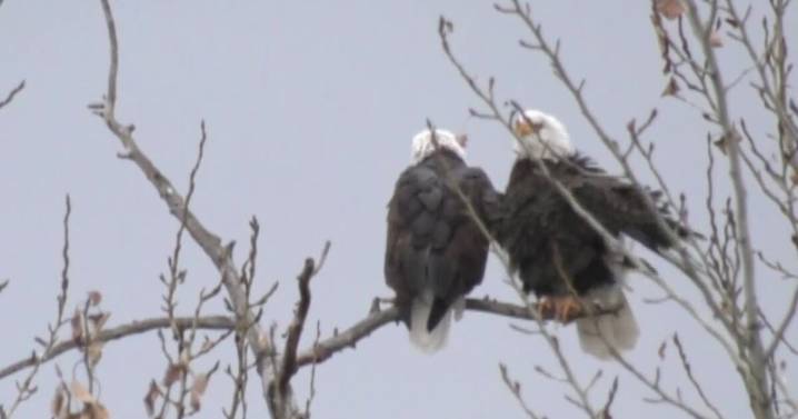 Man pleads guilty to trafficking eagles from Flathead Indian Reservation