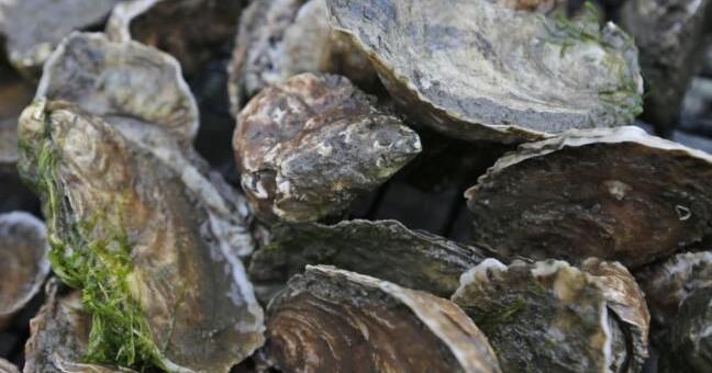 Holiday oyster recycling drive being held