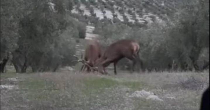Encuentro territorial: enfrentamiento entre dos ciervos en un olivar de Jaén