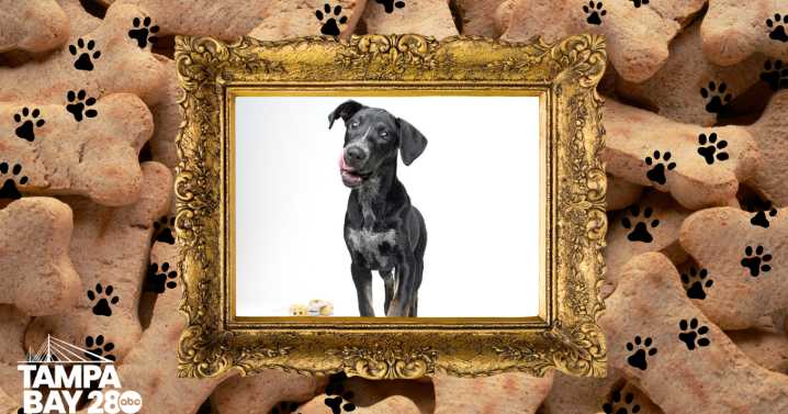 Rescues in Action: Willow