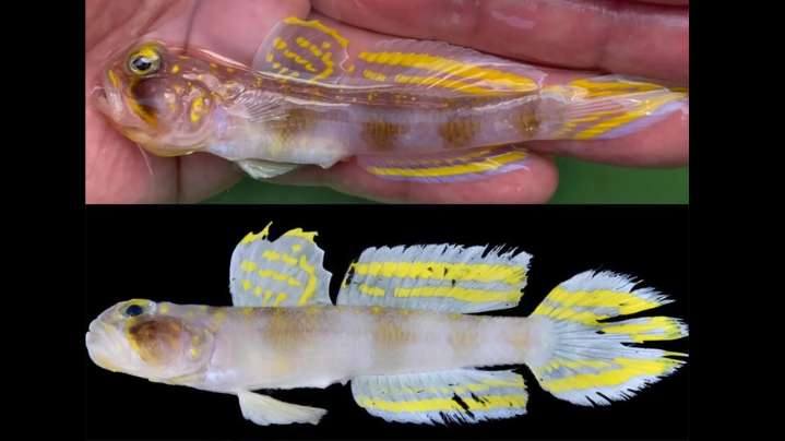 El pez Super Saiyajin es real: Homenaje a Akira Toriyama en la ciencia