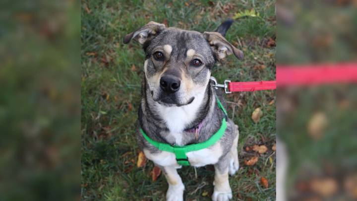 Illinois Shelter Pup Left Behind After Her Best Friend’s Adoption Struggles To Hold On To Hope