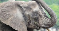 Animal rights group targets zoo's Somerset County elephant center