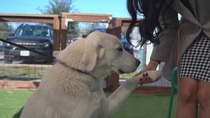 Bastrop County boosts animal shelter capacity with $300K expansion amid growing demand