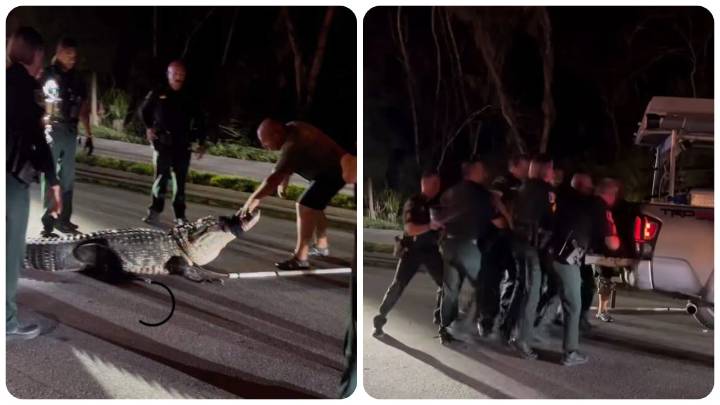 El video del enorme caimán de 270 kilos que bloqueó una carretera de Florida: así fue como la policía logró removerlo