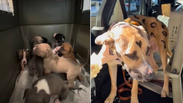 Arizona Mother Dog’s Unique Coat Draws Attention To A Family In Desperate Need