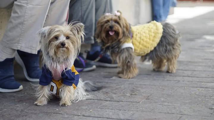 ¿Tienes una historia especial con tu lomito? Compártela en este concurso de PROESPA y hazle ganar una casita nueva