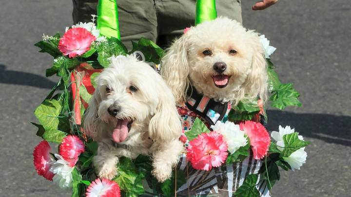 ¿No sabe qué hacer con su hijo adolescente? ¡Adopte un perro!, recomiendan científicos japoneses