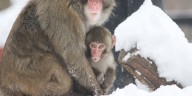 Blank Park Zoo monkey sees his first snow