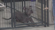 From prison to purpose: Rescue dogs, second chances